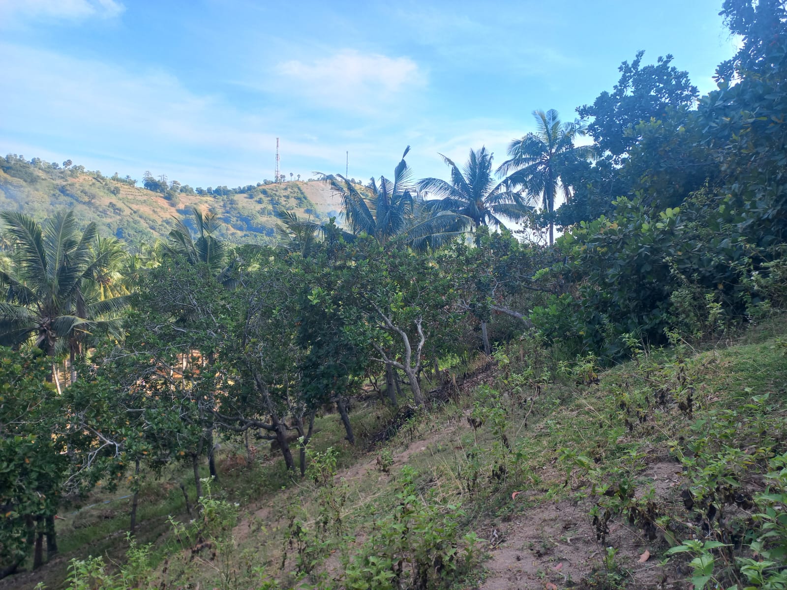 Dijual Tanah Bukit Prospek di Teluk Nare Malaka