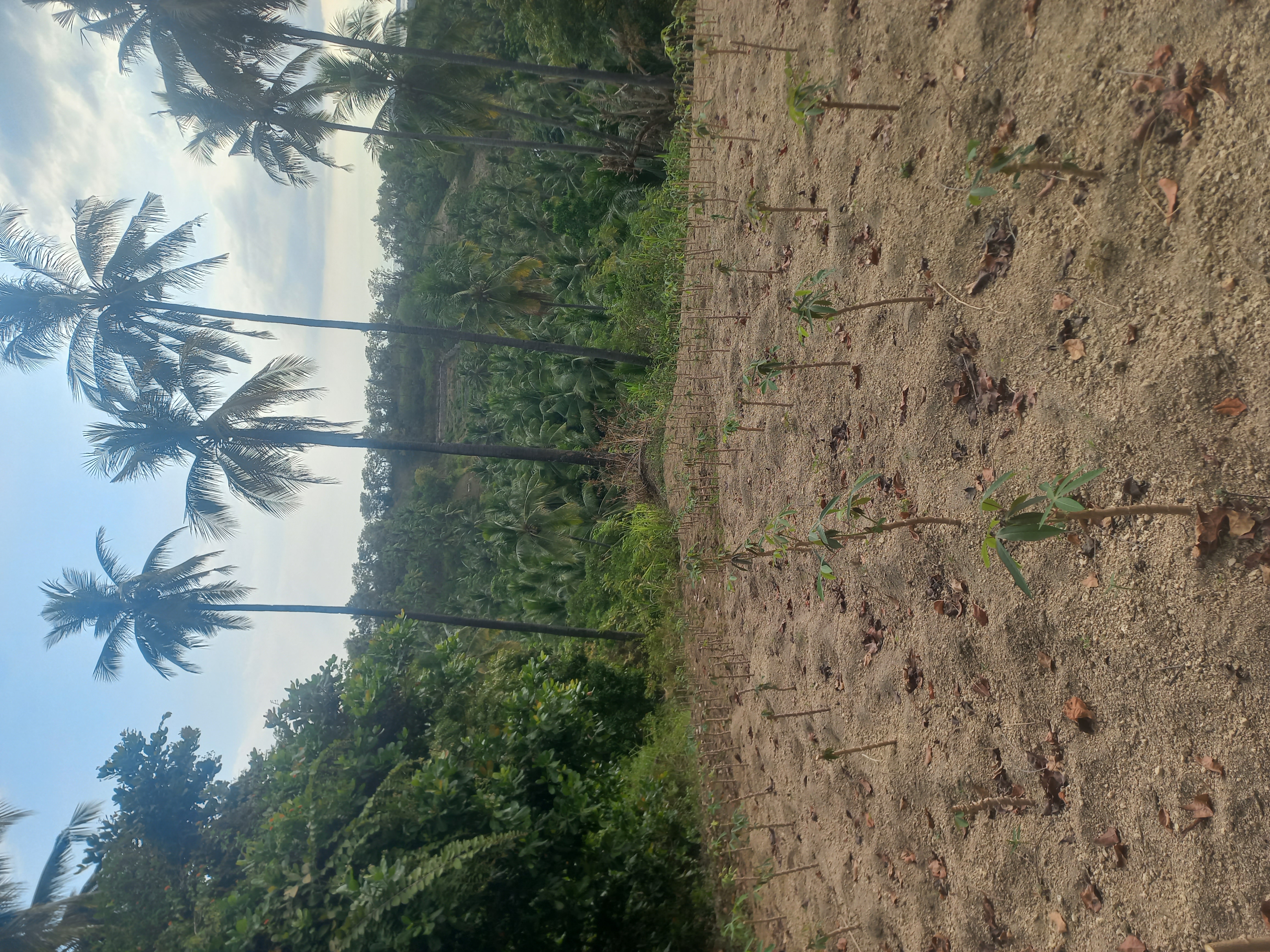 Jual murah tanah bukit prospek view lokasi di orong ramput medana lombok utara